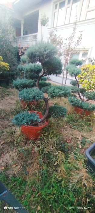 Juniperus kamida 15 yillik