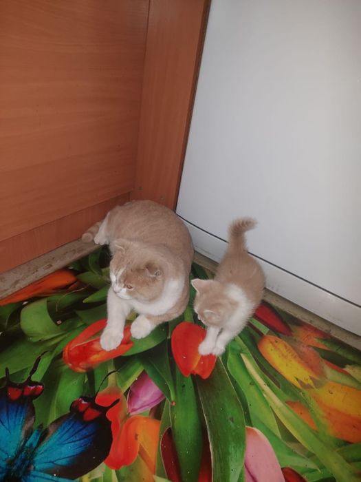 Продам котенка полукровку