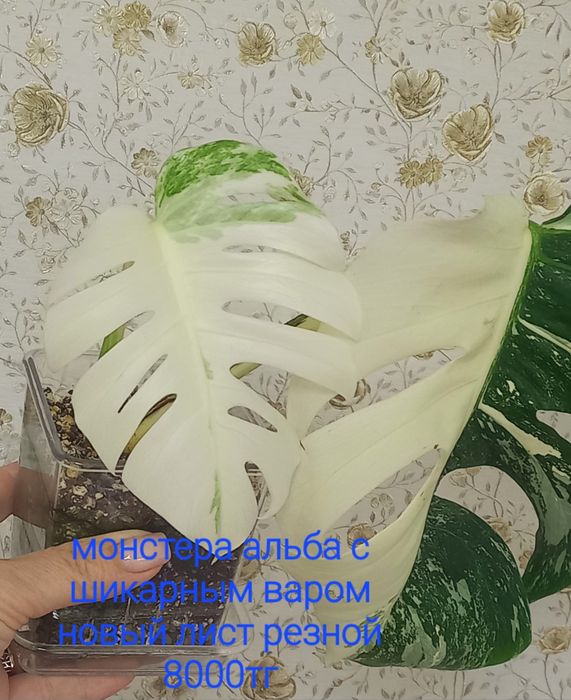 Продажа  алоказий