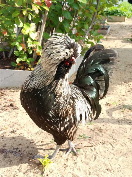 Черный падуан. Итальянский стандарт!