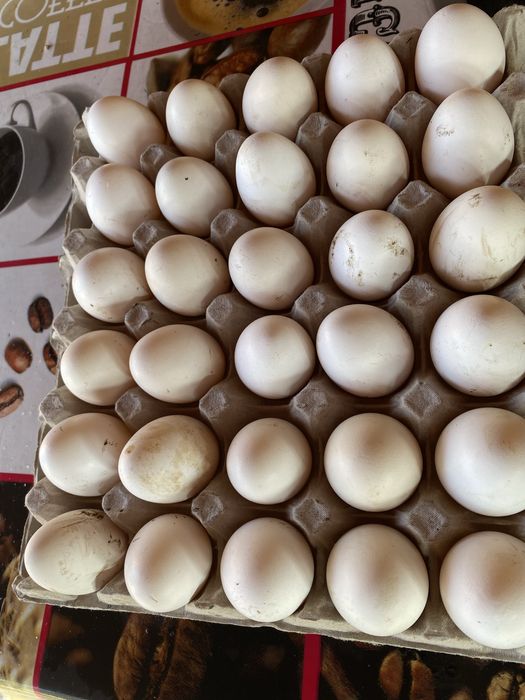 Oua italiana incubat