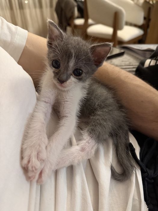 Малко сиво котенце