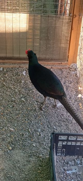 Pereche fazan tenebros