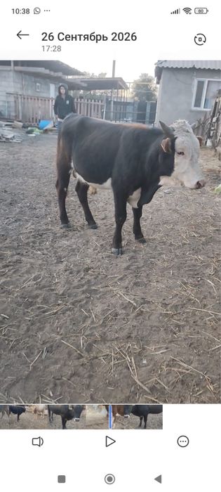 Продам быков хороших