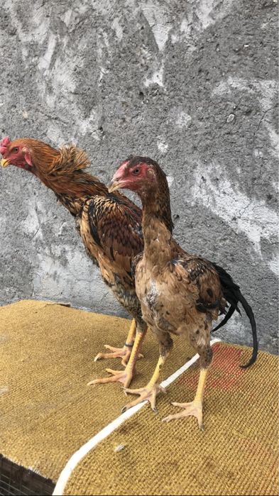 Япон шамо пара сотилади