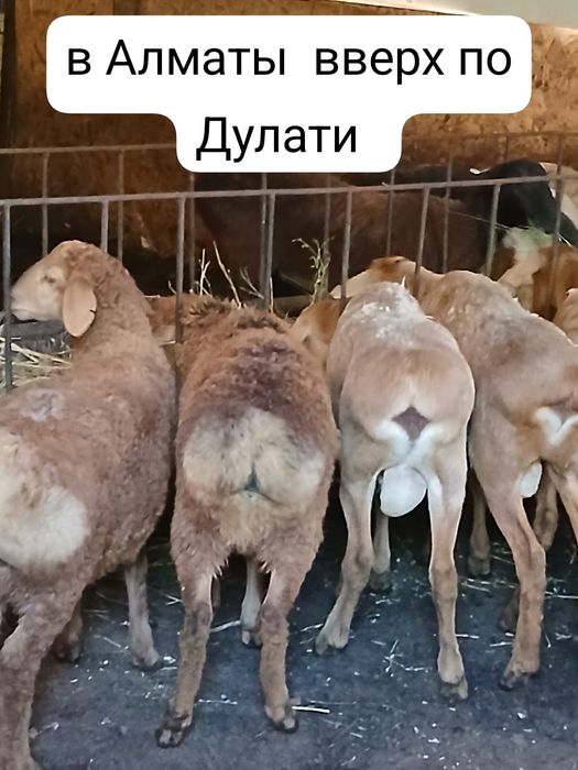 Продам  Баран в горах