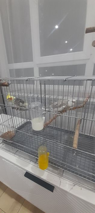 Продам попугаев карелла