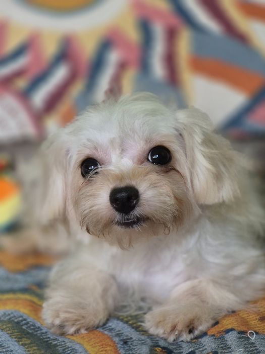 Болонка щеночки мини