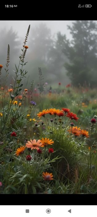 Plante medicinale  -pentru tine și familia ta