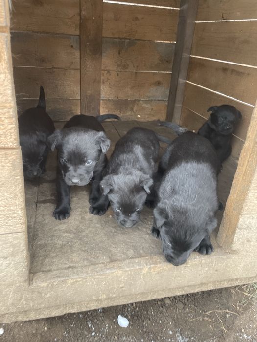Pui Metis Ciobanesc Belgian Malinois si Labrador
