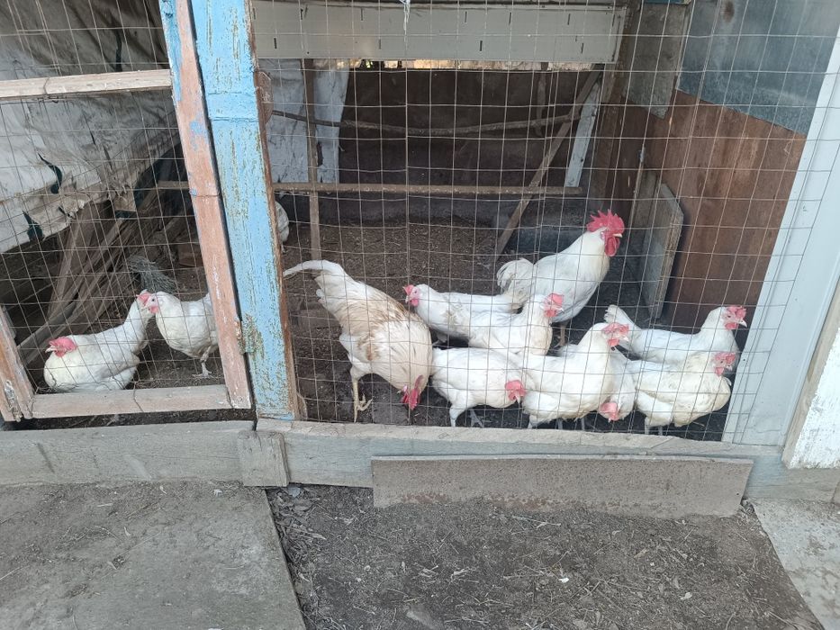 Инкубационное яйцо.