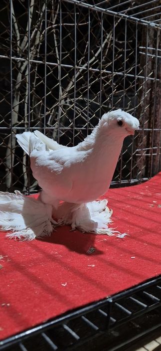 Голубка двухчубая