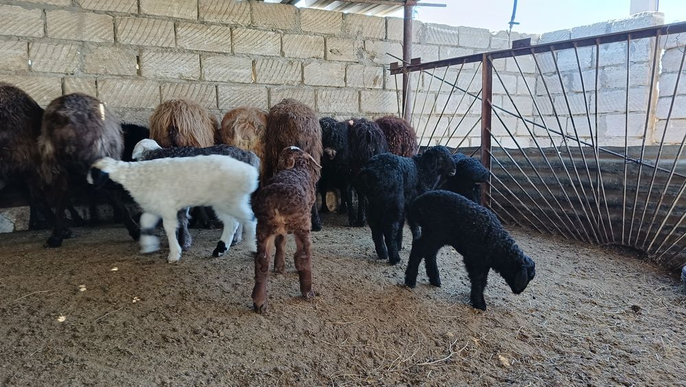 Қозылы қойлар сатылады.