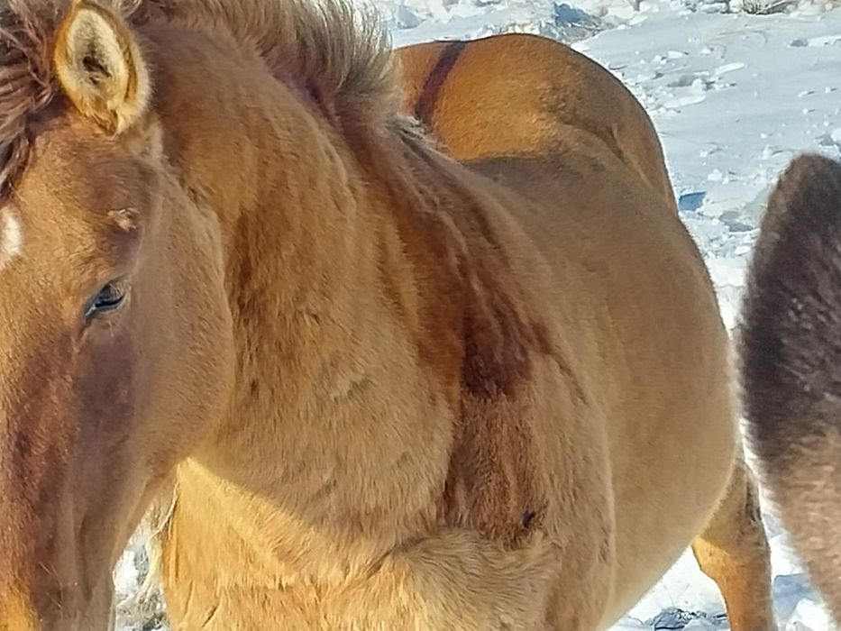 Шамші Қалдаяқов.