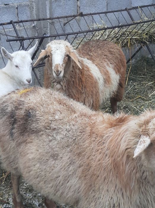 Семіз қойлар сатылады бордақыланған