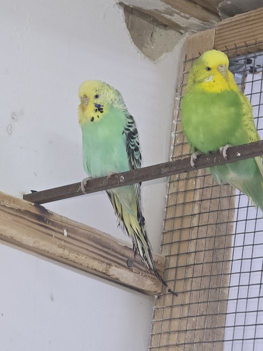 Продам попугаев!