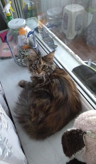 Мейн кун котята