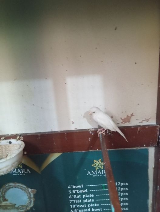 Канарейкалар сотувда