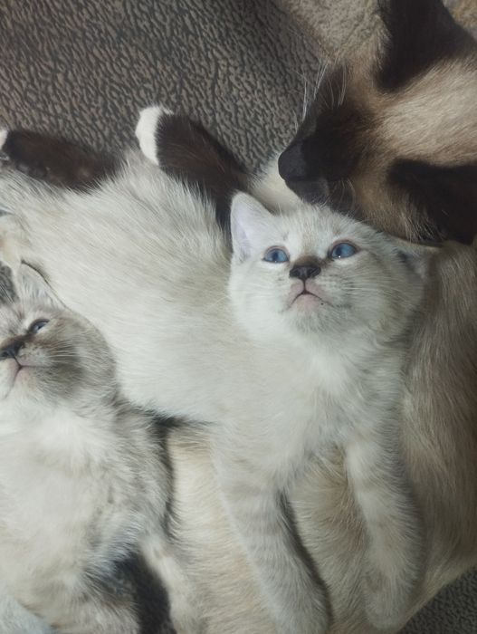 Отдам котят в добрые руки