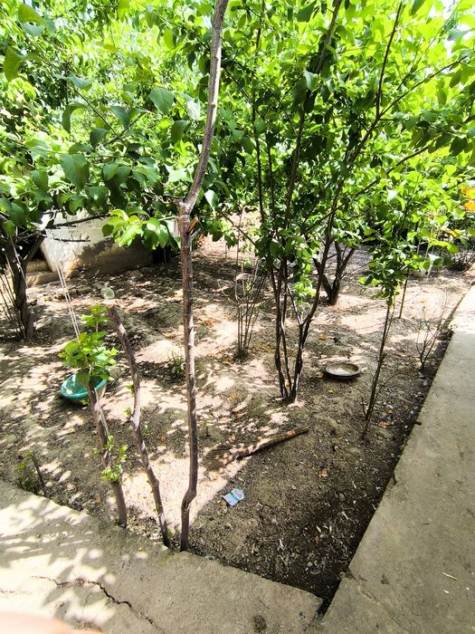 Uy sotiladi 8 sotix 12 hona suv svet bor uyni oʻzidaham Artezian bor