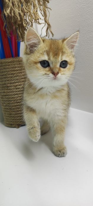 Котик БриТансКий 2 мес