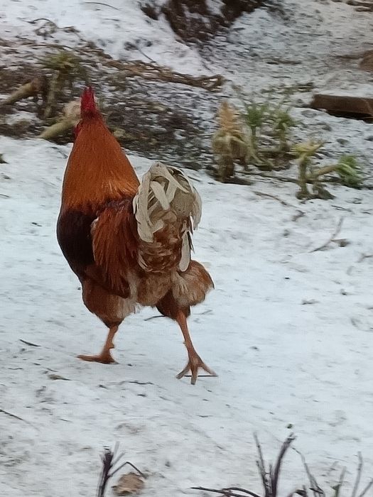 Cocoș din primăvară