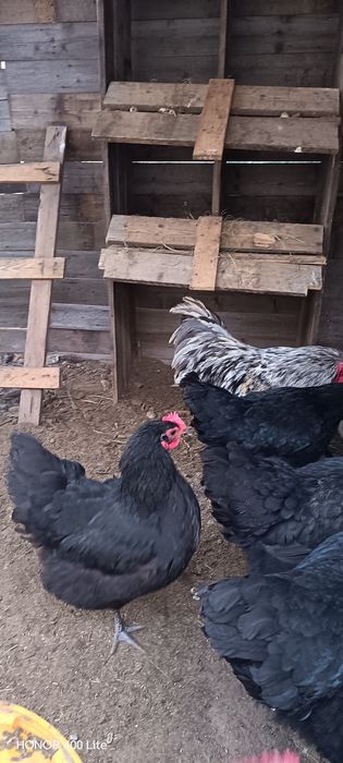 Ouă de australorp