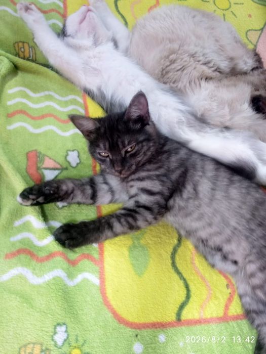 Отдам в добрые руки котят,2 кошки.