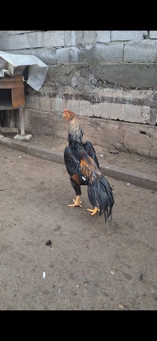 Бойцов, дакан. Шамо