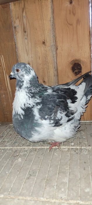 Vând Mondain francez