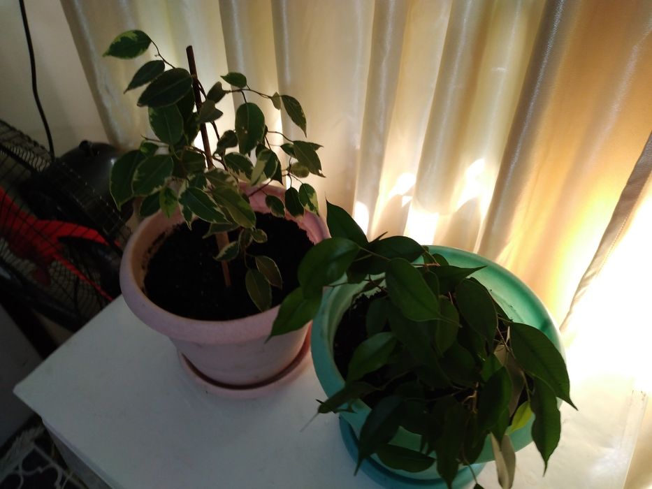 Комнатные цветы распродажа