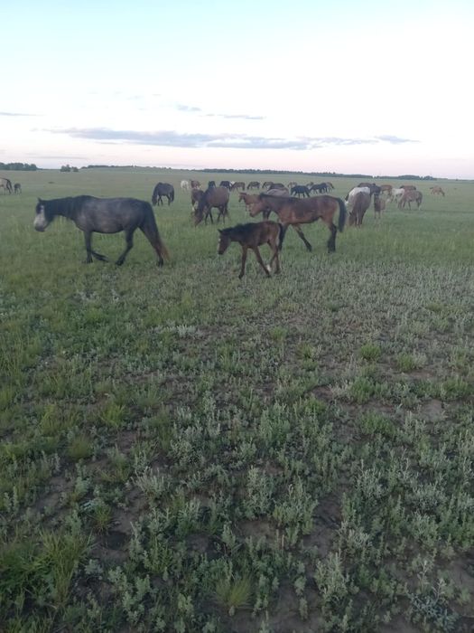 Лошади с документами