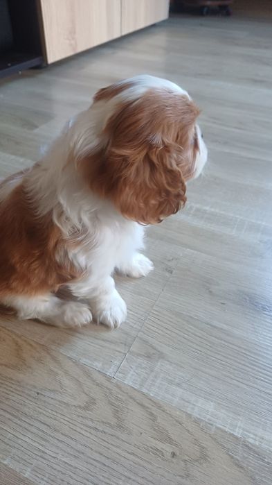 Продавам кавалер кинг чарлз шпаньол