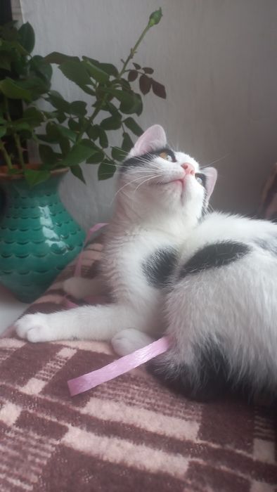 Котёнок мальчик ( очень игривый и ласковый)