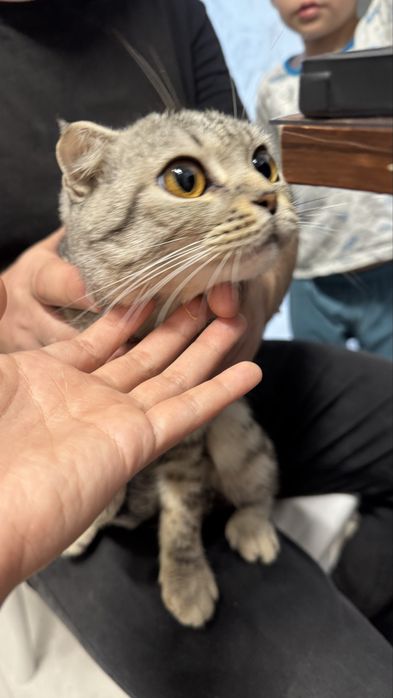 Шотландская кошка