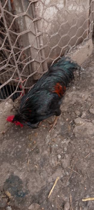 Cocoș metiș australorp