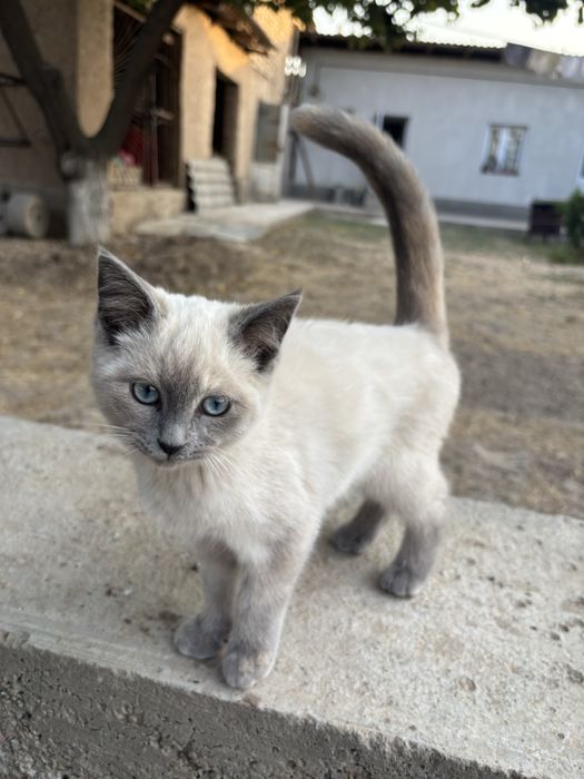 siyamski mushuk bolasi