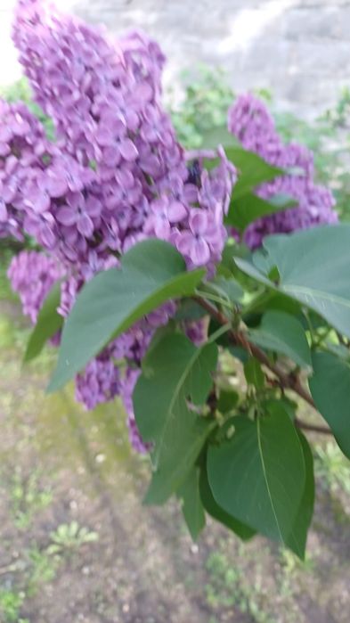 Сирень Алматы, букеты