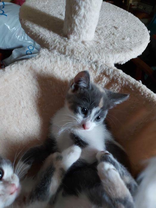 Подарявам малки котета