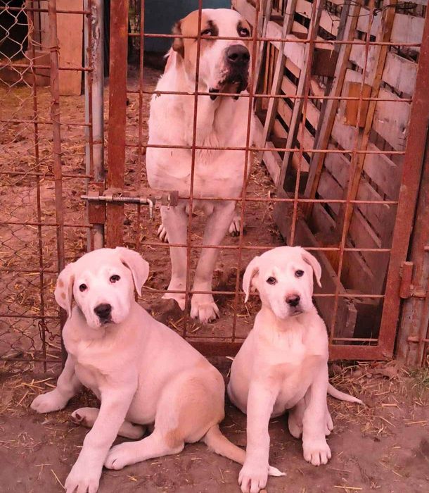 Pui Asia Centrală 1 femelă și 1 mascul ultimii