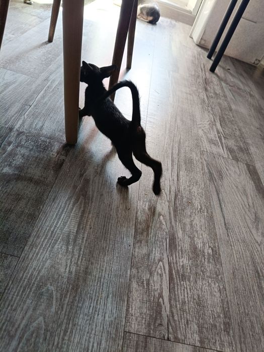 Котята ориентальной породы