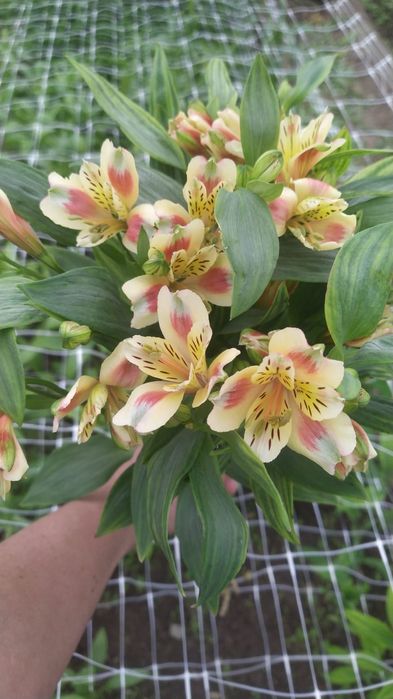 Цветы Альстромерия