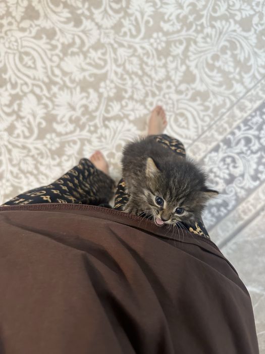 Котенок нашли на улице совсем малыш