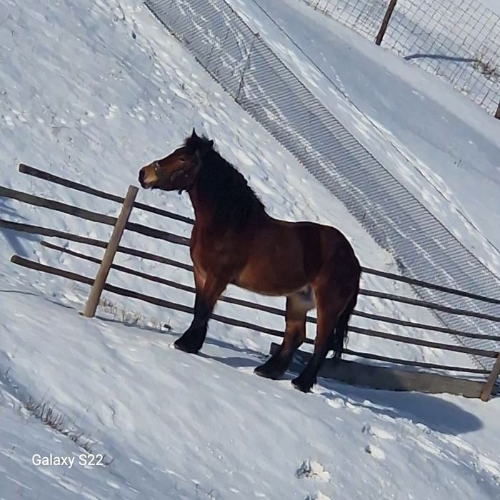 Iapă de 5 ani jumate.