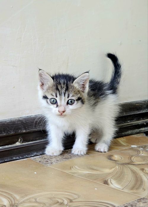 Милые котята , домашние!
