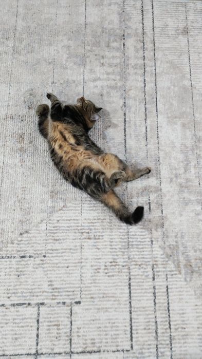 Отдам кошку в добрые руки