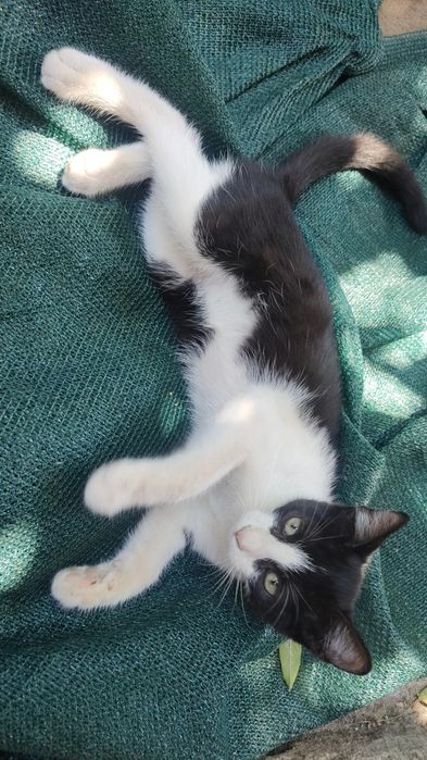 Ofer spre adopție pui de pisică