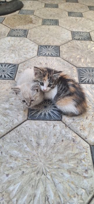Кошечки маленькие малыши