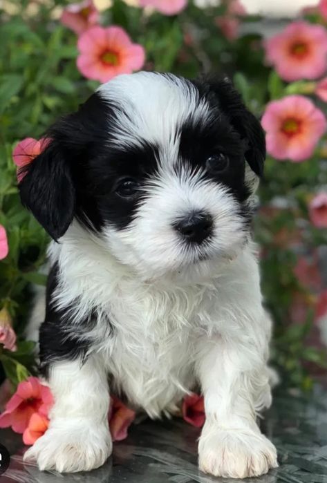 Bichon havanez 450 lei