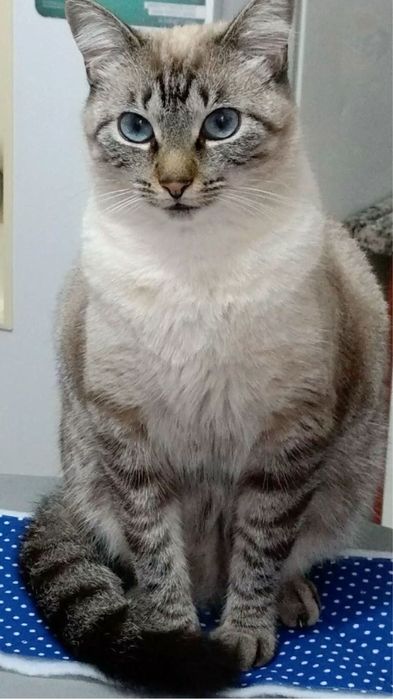 котенок девочка 1.5 месяца